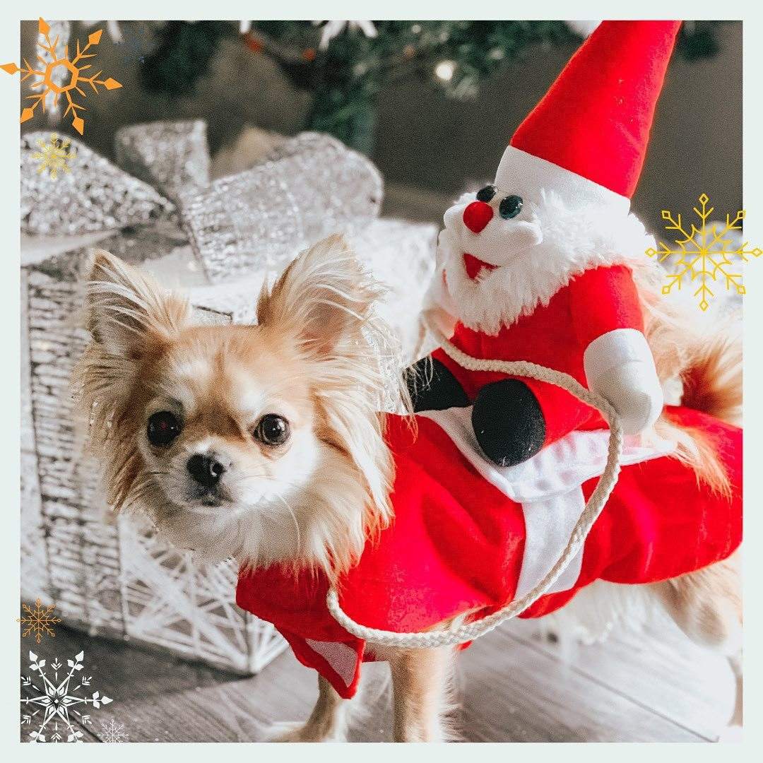 Festive Furry Friend Outfit GiftNestAU